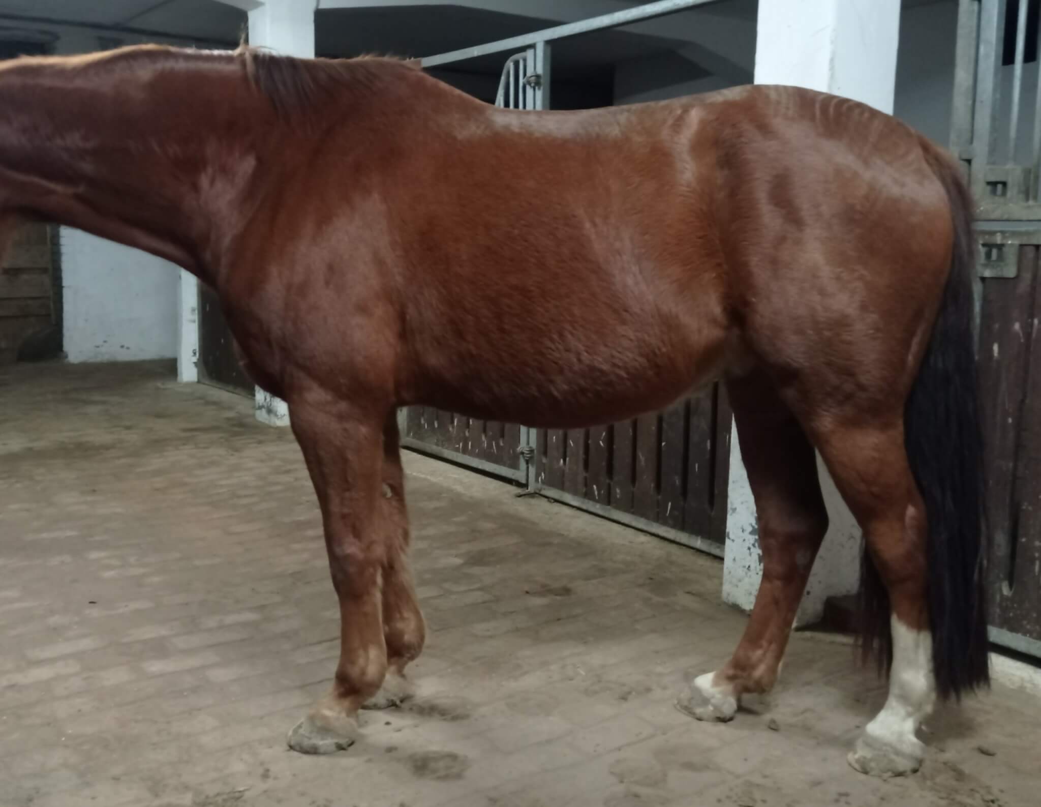 Wie das Pferd, so der Huf - Teil 3