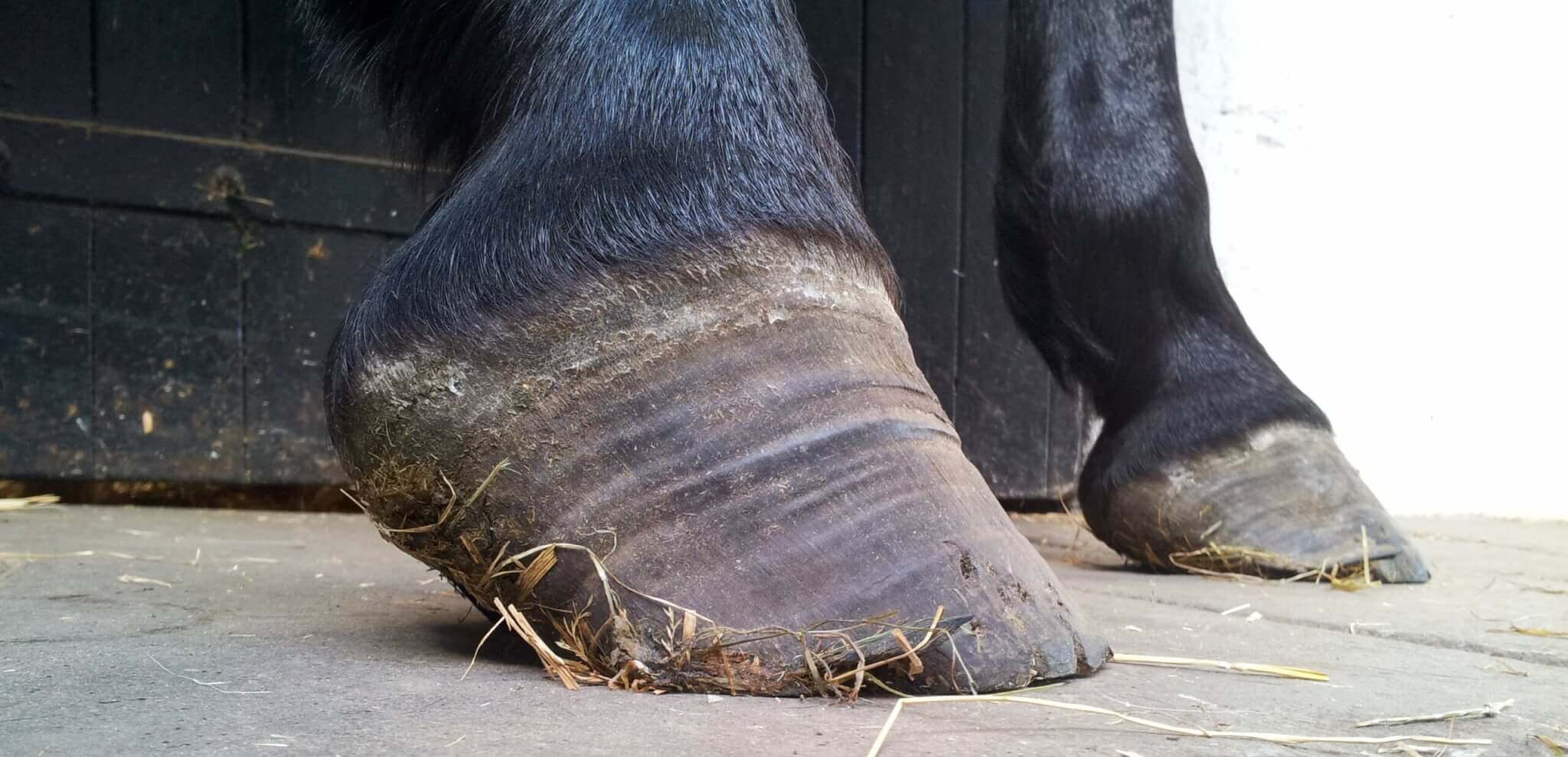 Wie das Pferd, so der Huf - Teil 2